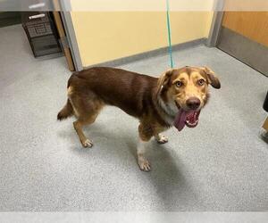 Australian Shepherd-Unknown Mix Dogs for adoption in Orange, CA, USA