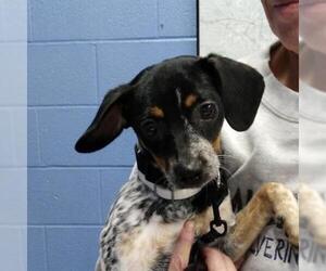 Jack Russell Terrier Dogs for adoption in Zanesville, OH, USA