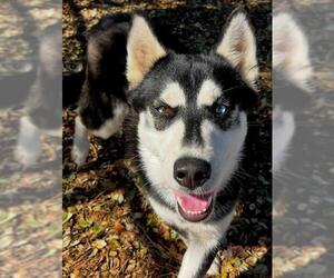 Alusky Dogs for adoption in Santa Cruz, CA, USA