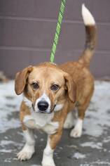 Beagi Dogs for adoption in Poughkeepsie, GA, USA