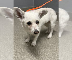 Mutt Dogs for adoption in Las Vegas, NV, USA