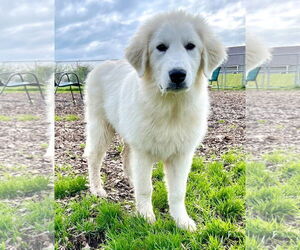 Great Pyrenees Dogs for adoption in Croydon, NH, USA
