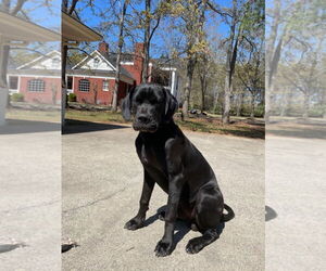 Great Dane-Unknown Mix Dogs for adoption in Jasper, AL, USA