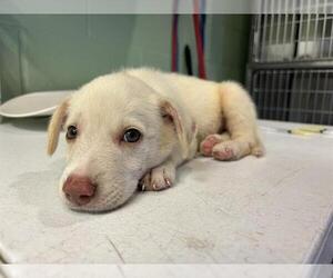 Labrador Retriever-Unknown Mix Dogs for adoption in Grand Prairie, TX, USA