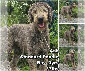 Poodle (Standard) Dogs for adoption in Seattle, WA, USA