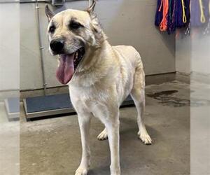 Anatolian Shepherd-Unknown Mix Dogs for adoption in Camarillo, CA, USA