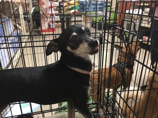 Chihuahua Dogs for adoption in tucson, AZ, USA