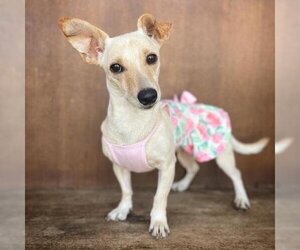 Chihuahua Dogs for adoption in Fredericksburg, TX, USA