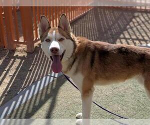 Siberian Husky-Unknown Mix Dogs for adoption in Las Vegas, NV, USA