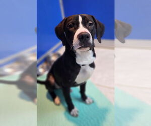 Mutt Dogs for adoption in Walnutport, PA, USA
