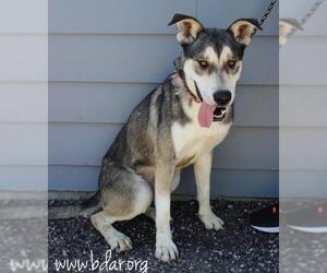Huskies -Unknown Mix Dogs for adoption in Cheyenne, WY, USA
