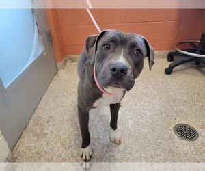 American Pit Bull Terrier-Unknown Mix Dogs for adoption in Pueblo, CO, USA