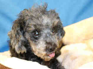 Poodle (Miniature) Dogs for adoption in Ocala, FL, USA