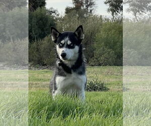 - Mix Dogs for adoption in Menifee, CA, USA