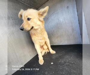 Border Collie-Unknown Mix Dogs for adoption in San Antonio, TX, USA