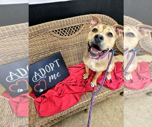 American Pit Bull Terrier-Unknown Mix Dogs for adoption in Rockaway, NJ, USA