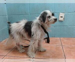 Mutt Dogs for adoption in Downey, CA, USA