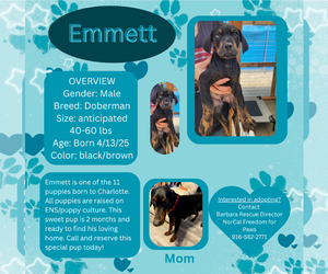Doberman Pinscher Dogs for adoption in Rancho Cordova, CA, USA