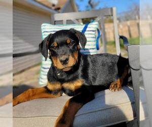 Rottweiler-Unknown Mix Dogs for adoption in Marrero, LA, USA
