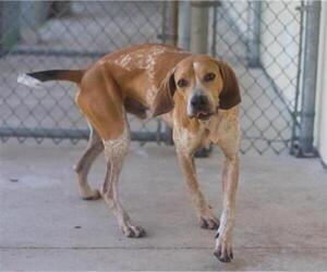 English Coonhound Dogs for adoption in Gainesville, FL, USA
