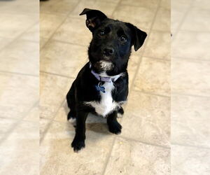 Mutt Dogs for adoption in Springdale, PA, USA