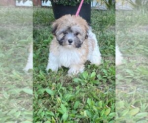 Havanese Dogs for adoption in HOPKINSVILLE/PRINCETON, KY, NH, USA