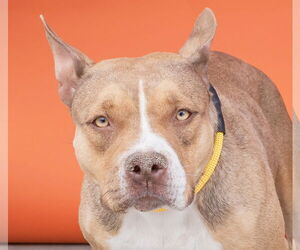 American Pit Bull Terrier-Beagle Mix Dogs for adoption in Pasadena, CA, USA