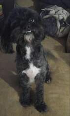 Shih-Poo Dogs for adoption in Wilmington, DE, USA