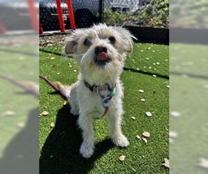 Mutt Dogs for adoption in Salinas, CA, USA