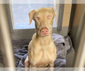 Doberman Pinscher Dogs for adoption in Orange, CA, USA