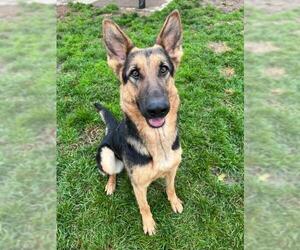 German Shepherd Dog Dogs for adoption in Albany, OR, USA