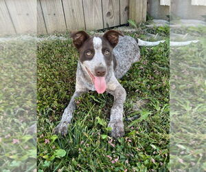 Mutt Dogs for adoption in Aurora, IN, USA