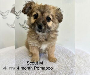 Pom-A-Poo Dogs for adoption in Studio City, CA, USA