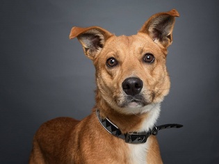 Basenji Dogs for adoption in Franklin, TN, USA