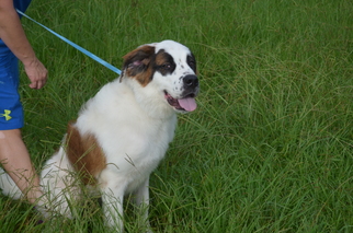 Saint Bernard-Unknown Mix Dogs for adoption in Harpswell, ME, USA