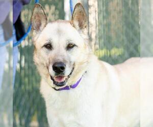 Anatolian Shepherd-Unknown Mix Dogs for adoption in Camarillo, CA, USA