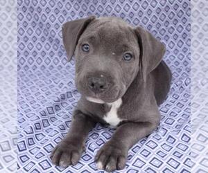 Bullboxer Pit Dogs for adoption in San Diego, CA, USA