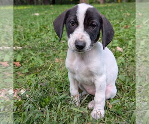 Beagle Dogs for adoption in Brooklyn Center, MN, USA