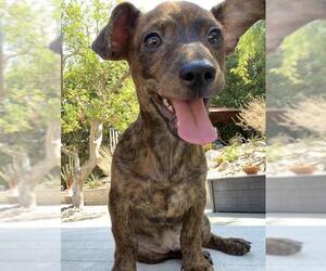 Chiweenie Dogs for adoption in San Bernardino , CA, USA