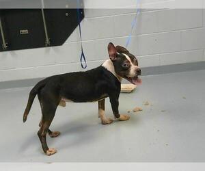 American Pit Bull Terrier Dogs for adoption in St. Cloud, FL, USA