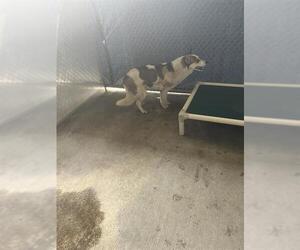 Siberian Husky-Unknown Mix Dogs for adoption in Conroe, TX, USA