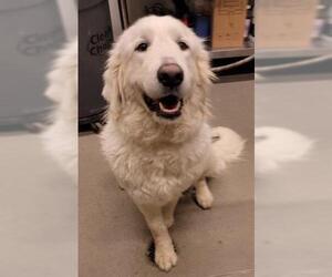 Great Pyrenees Dogs for adoption in Upland, CA, USA