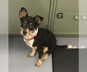 Rat Terrier Dogs for adoption in Rutledge, TN, USA