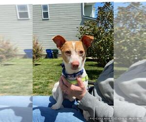 Jack Russell Terrier-Unknown Mix Dogs for adoption in Holly Springs, NC, USA