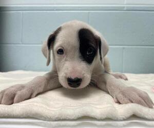 Medium Photo #1 Mutt Puppy For Sale in Tulsa, OK, USA