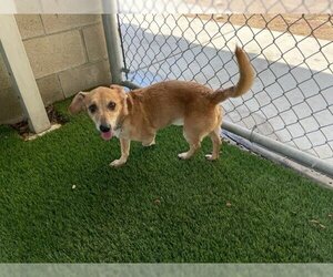 Chiweenie Dogs for adoption in Corona, CA, USA