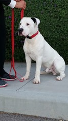 American Bulldog Dogs for adoption in Fountain Hills, AZ, USA