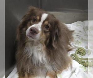 Australian Shepherd Dogs for adoption in Fort Lauderdale, FL, USA