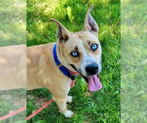 American Pit Bull Terrier-Siberian Husky Mix Dogs for adoption in Sacramento, CA, USA