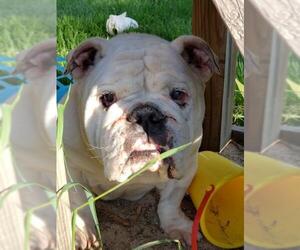 Bulldog Dogs for adoption in Estherville, IA, USA
